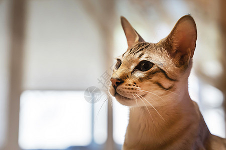 一只家猫的画像 孟加拉和东方品种的混合物瞳孔哺乳动物硬木丝绸眼睛荒野老虎柔软度照片毛皮图片