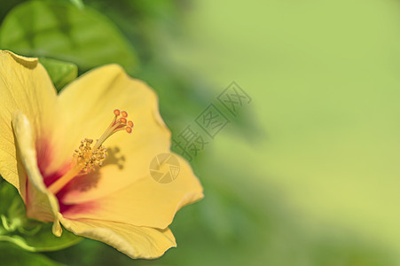 近距离接近在纳哈市一朵黄碧须花开花图片