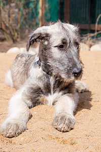 一只爱尔兰猎狼犬的小狗躺在院子里的沙子上 小狗的品种是灰色的爱尔兰猎狼犬犬类伴侣眼睛朋友花园猎犬动物宠物鼻子草地图片