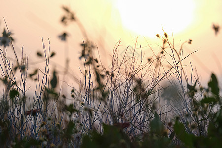 日落天空背景的干草花 在农村干草田中太阳落下 自然背景图片