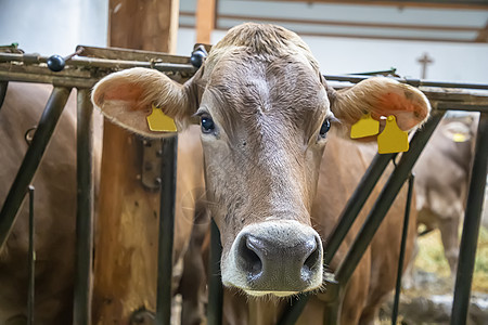 年轻奶牛的鼻子和口罩 从一个大型奶牛农场里的奶牛棚的栅栏上望着你图片