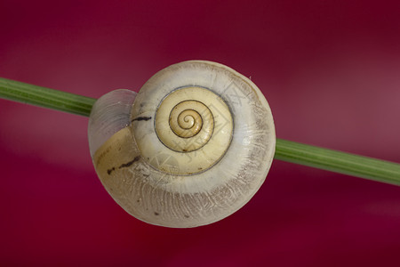 睡在植物上贝壳中的蜗牛的美丽巨型螺旋图片