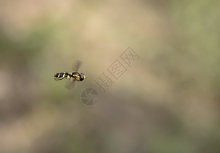 空中飞着蜜蜂的美丽图片