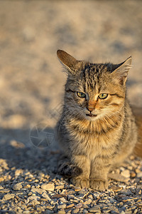 坐在地上的可爱的流浪小猫 背景模糊爪子宠物眼睛猫科毛皮虎斑公园动物猫咪头发图片