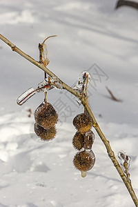 冰冻的植物很漂亮 在冰风暴后被冻结 特写季节花园寒意冻结浆果木头草地涂层水晶植物群图片