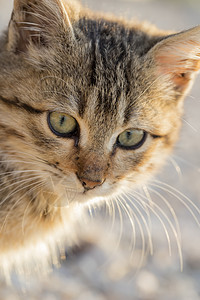 一只可爱小猫的肖像公园眼睛猫科毛皮虎斑荒野哺乳动物猫咪情绪动物图片