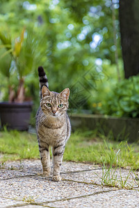 在花园里散步的野猫图片