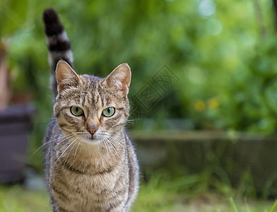 花园里绿眼睛的野猫美人肖像情绪虎斑宠物公园猫咪生活草地毛皮荒野哺乳动物图片