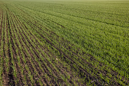 野外绿色年轻小麦田表面面积图片