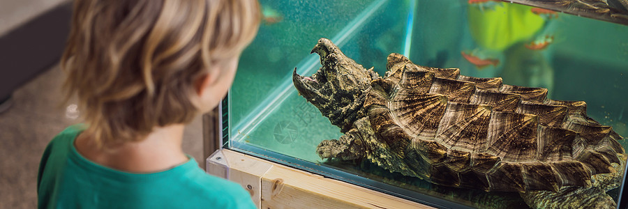 小男孩喜欢大海龟 在天文馆里 通过玻璃银行 长的FormAT公园幼儿园动物孩子动物园快乐卡通片帽子童年格式图片