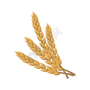 白色与矢量分离的黄金小麦耳目燕麦稻草农场食物季节插图种子农业植物大麦图片