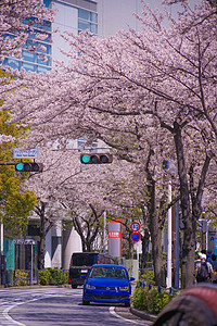 盛开的城市和横滨米那托米拉伊市天空粉色植物摩天轮摩天大楼蓝色建筑群花瓣建筑街景图片