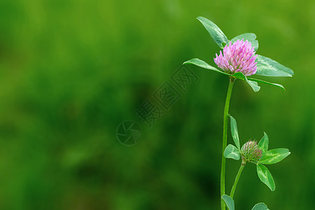 大黄蜂坐在杜丘白花草上野花美丽荒野草地场地草药草本植物花瓣粉红色花园图片