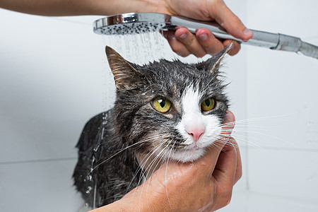 猫美容 有趣的猫洗澡或洗澡 洗猫的人 宠物卫生概念 湿猫肥皂猫浴动物淋浴沙龙打扫浴缸洗发水头发眼睛图片