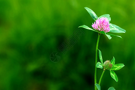 大黄蜂坐在杜丘白花草上叶子花园别墅宏观柔光粉红色暖光植物群草药草本植物图片