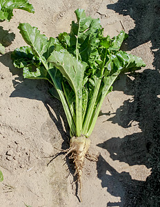 一片大片的甜菜 蓝色天空中有大量积云叶子农学家季节培育地平线食物国家收成植物农场图片