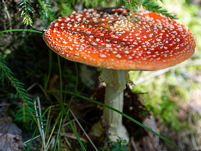 红苍蝇在森林背景之下 红苍蝇在草地上喷发蘑菇 阿玛尼塔穆斯卡里亚宏观苔藓毒菌菌类季节阳光木头心情侏儒危险图片