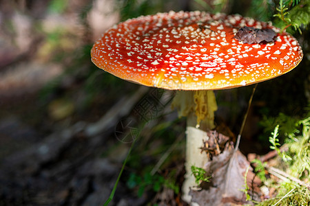 红苍蝇在森林背景之下 红苍蝇在草地上喷发蘑菇 阿玛尼塔穆斯卡里亚林地木头晴天毒蘑菇画报橙子宏观菌类毒菌季节图片