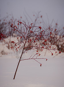 布希 白雪背景上满是雪雪的野玫瑰莓布希枝条野蔷薇浆果营养磨砂花园衬套植物水晶天气图片