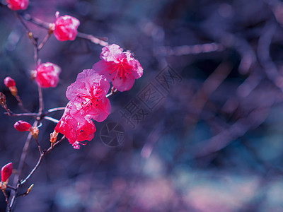 野生迷迭香花 粉红春花 照片小枝灌木季节木头蓝色美丽森林迷迭香沼泽荒野图片