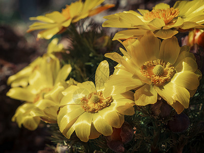 日本早春远东阿穆尔阿多尼斯阿多尼斯拉莫萨漂亮的黄色花朵图片