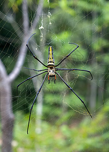 金金白银圆形织丝蜘蛛在网上等着图片