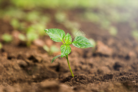 花园里的年轻植物叶子土壤幼苗土地地面树叶场地绿色生活生态图片