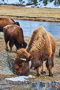 在雪山附近用牧群在河边放牧的可爱的小野牛图片