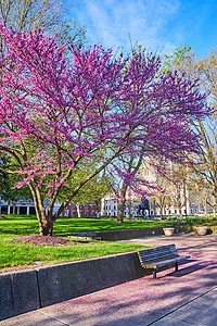 粉红花瓣倒在公园长椅周围 由美丽的春樱桃树包围图片
