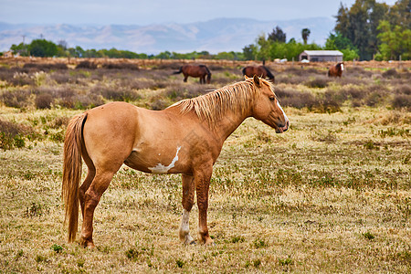 大型浅棕色马在田里休息图片