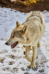 灰狼和白狼在雪中行走的详情图片