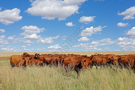 在农村农场进行自由放牧的牛群牛肉农业草原哺乳动物乡村农田家畜奶牛范围牧场图片