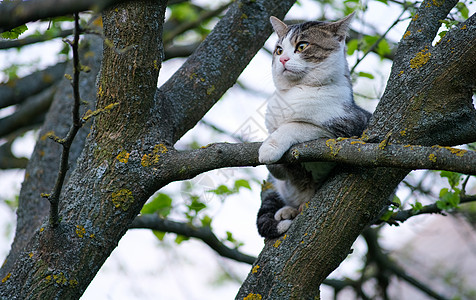 猫坐在树上闲暇马具皮带家畜猫咪毛皮带子动物公园猫步图片