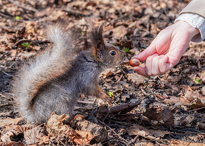 秋天森林公园的松鼠 秋天树叶里的松鼠把坚果从女人手里拿走了图片