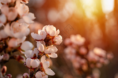 反对日落的杏仁树的花 与开花的树和太阳耀斑的美丽的自然场面 春天的花朵 美丽的果园 文本的春天空间天空晴天宏观紫色植物叶子白色时图片