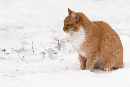 冬天的红猫坐在雪地上 往前看 宠物想回家暖和一下图片