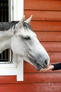 灰色的马从马厩窗外出来 吃着女孩手上的食物 一匹吃马的头部图象照片成人木板冒充农场哺乳动物宠物螺柱骏马动物窗户图片