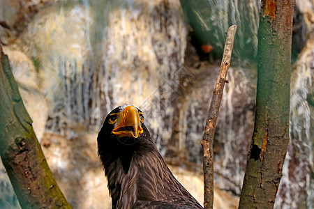 一棵树上美丽的鹰的肖像 野鸟 老鹰图片