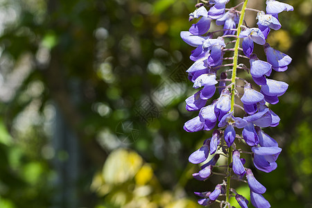 花朵 紫花和鲜花植物紫色蓝色藤蔓植物学季节枝条公园宏观叶子图片
