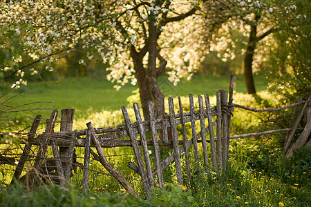 日落时春春以旧木栅栏铺设的茂密果园国家土地农业场景植物阳光苹果树太阳樱花植物群图片
