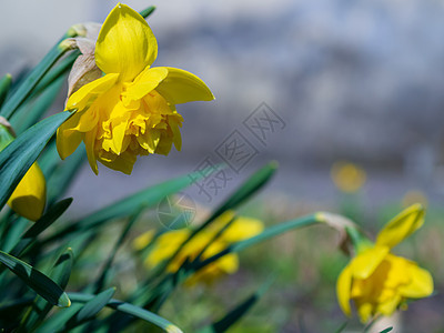 令人惊叹的黄色水仙花田在早晨的阳光下 春天背景 花卉景观的完美形象图片