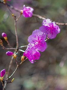 野生迷迭香花 粉红春花 照片迷迭香蓝色药品荒野花园紫色植物季节森林植物学图片