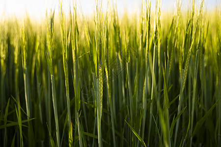 春天在农田里生长的年轻绿色大麦 未成熟的谷物 农业 有机食品的概念 大麦在土壤中发芽 在日落时特写发芽的大麦季节农村稻草蓝色天空图片