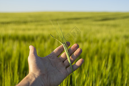 农夫白天手持绿色大麦钉子 与大麦田对抗农村小麦面粉农田农场种子农学家农业玉米粮食图片