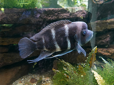 在大型水族馆中游泳图片