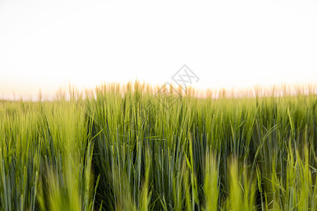 春天在农田里生长的年轻绿色大麦 未成熟的谷物 农业 有机食品的概念 大麦在土壤中发芽 在日落时特写发芽的大麦蓝色粮食阳光农村植物图片