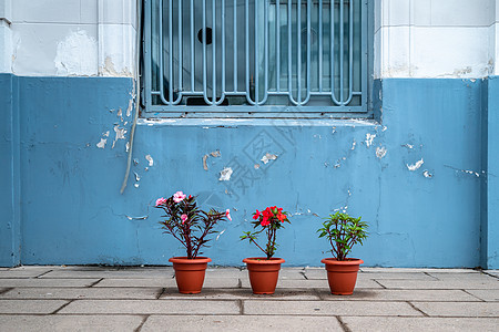 花盆中的花朵 在大楼的蓝色面罩前图片