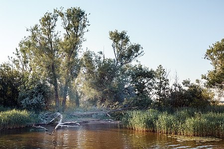 夏天 采石场坐落在河岸的干枯高树枝上图片