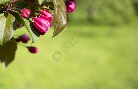 春花背景 春天开花 苹果树花和粉红色花朵图片