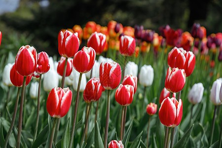 库肯霍夫花园盛开的郁金香花坛 库肯霍夫是南荷兰世界上最大的花卉和郁金香花园公园 利瑟 南荷兰省 荷兰草地植物群植物学花瓣农业季节图片